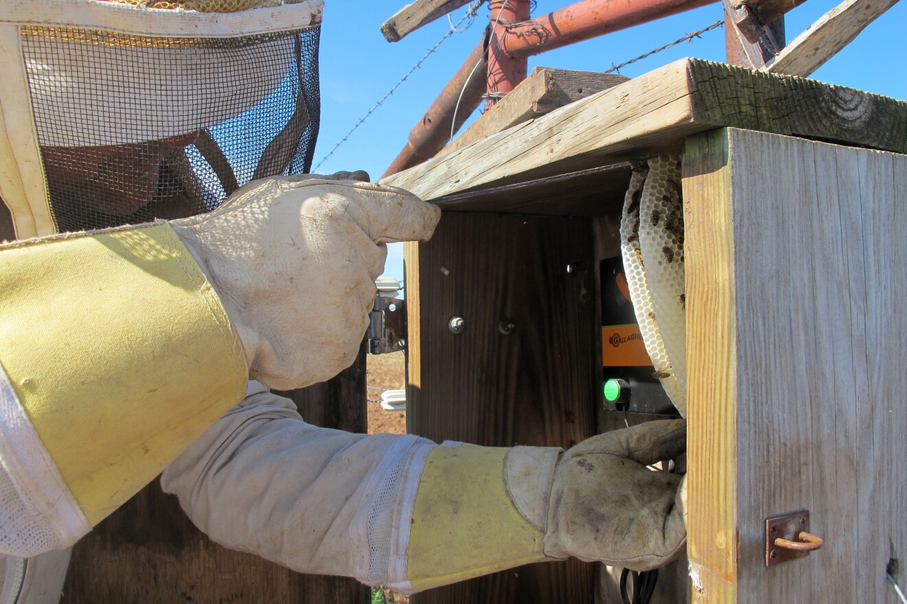 Beekeeper Tim McCoy pries a hive of European honeybees out of an electrical box on Ed Crall's property near Weatherford, Okla. 